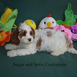 Dahlia - Red and white female Cockapoo puppy in Hopkins, South Carolina from Sugar and Spice Cockapoos