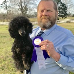 Riley - Poodle