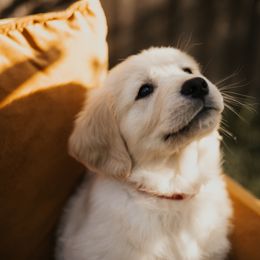 Golden Retriever Puppies from Rosemary Goldens