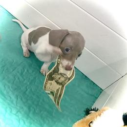 Dachshund Puppies from SR Mini Dachshunds