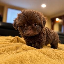 Puppy3 - Chocolate and tan female Shih Tzu puppy in Downey, California from Cali shih tzu