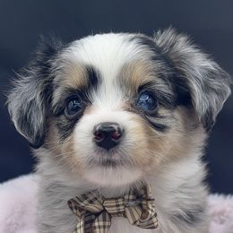 Miniature Australian Shepherd and Toy Australian Shepherd Puppies from Northern Roots Aussies