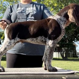 German Shorthaired Pointer Puppies from Wild Rose GSP's