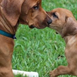 Rhodesian Ridgebacks from Avanti Ridgebacks