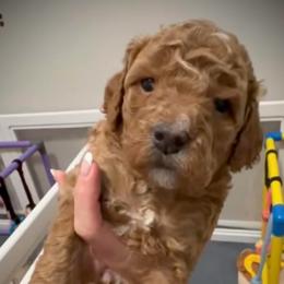 Kisses - Red  female Goldendoodle puppy in Bradenton, Florida from Christianna’s Mini Goldendoodles