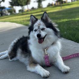 Dara - Pomsky