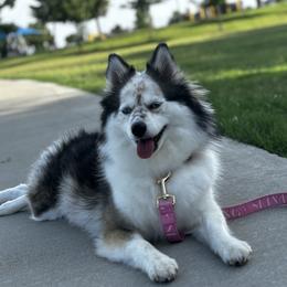 Dara - Pomsky