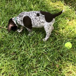 German Shorthaired Pointer Puppies from Blue Mountain GSP's