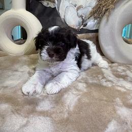 Spike - Parti male Miniature Schnauzer puppy in Menifee, California from Violet’s Meadow
