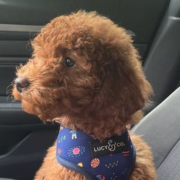 Link - Goldendoodle