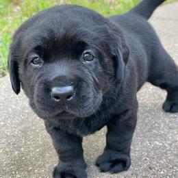 Chenille - Black female Labrador Retriever puppy in Grand Saline, Texas from Castle Hills Labradors