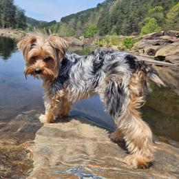 Honey - Yorkshire Terrier