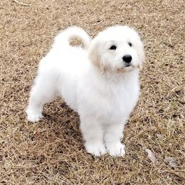 French Bulldog, Goldendoodle, and Golden Retriever Puppies from Crystal Coast Kennels, LLC