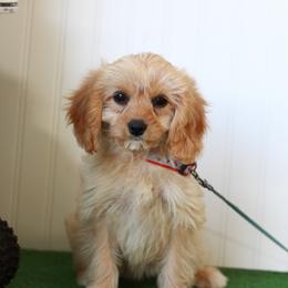 Dill - Red male Cavapoo puppy in Springtown, Texas from North Texas Puppies