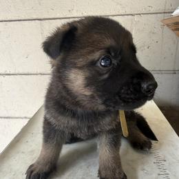 Sable Boy 2 - Sable male German Shepherd puppy in Jacksonville, Florida from El Dorado