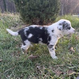 Boy 3 - male Border Collie puppy in Berkeley Springs, West Virginia from Sagehill Agility