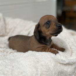 Dachshund Puppies from Majesty’Z Country Doxhounds
