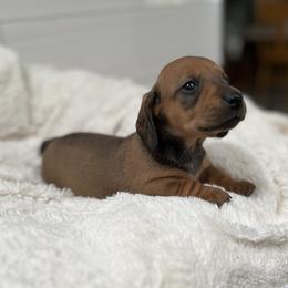Dachshund Puppies from Majesty’Z Country Doxhounds
