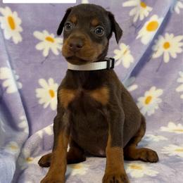 White Collar - Red and rust female Doberman Pinscher puppy in Lake City, Florida from Paintedcrazy Doberman Pinchers