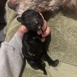 Bernedoodle and Poodle Puppies from Brossier Bernedoodles