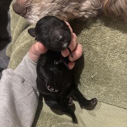 Bernedoodle and Poodle Puppies from Brossier Bernedoodles