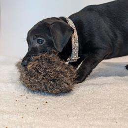 Cherry Bomb - female Patterdale Terrier puppy in Yucaipa, California from Moormont Kennels