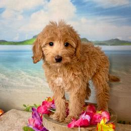 Lobster - Apricot female Goldendoodle puppy in Haltom City, Texas from Ohana Doodles