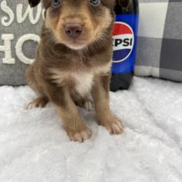 Miniature Australian Shepherd Puppies from B my Sunshines Mini Aussies