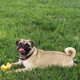 Cookie - Pug