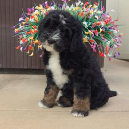Acorn - Tri-color male Bernedoodle puppy in Lakeside, California from True Joy Bernedoodles and French bulldogs