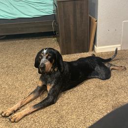 Copper - Blue ticked and tan male Bluetick Coonhound puppy in Wolf Creek, Oregon from Dejah Bleu Kennels