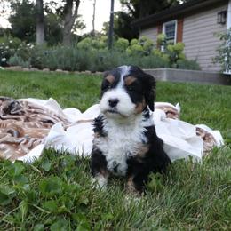 Rex - Tri-color male Bernedoodle puppy in Narvon, Pennsylvania from Mahlon's Bernedoodles
