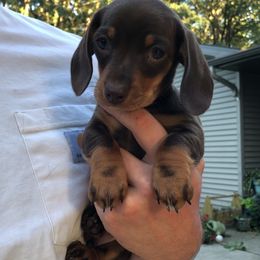 Dachshund Puppies from Long Little Dog Ranch