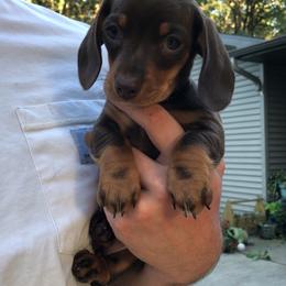 Dachshund Puppies from Long Little Dog Ranch