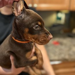 Michaelangelo - Red and rust male Doberman Pinscher puppy in Bruce Township, Michigan from Eminent Dobermans