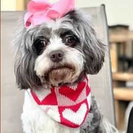 Alita - Cavapoo