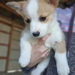 Girl 2 - Fawn female Pembroke Welsh Corgi puppy in Odessa, Missouri from LOYAL T K9's CORGIS