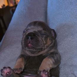 French Bulldog Puppies from Frenchie Wednesdays