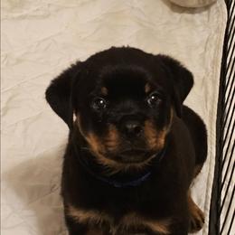 Blue Boy - Black and mahogany male Rottweiler puppy in Worley, Idaho from Templinhaus Rottweilers & DreamHaus French Bulldogs