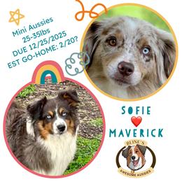 Miniature Australian Shepherd puppies from Bline’s Awesome Aussies & Doxies at the Bline Family Farm