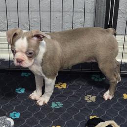 Chandler - Lilac male Boston Terrier puppy in Orange, Texas from Emerald Moon Bostons