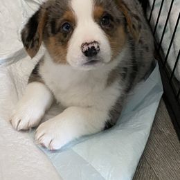 American Corgi and Pembroke Welsh Corgi Puppies from Rawson Ridge Corgis