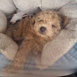 Aussiedoodle, Poodle, and Toy Australian Shepherd Puppies from Heartland Ranch