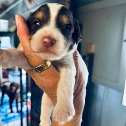 Heart girl - Tri-color female Bernedoodle puppy in Valdosta, Georgia from Fifth Day Farm