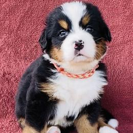 Red Collar Male - Black rust and white male Bernese Mountain Dog puppy in Bristol, Tennessee from Holston Hollow Farm
