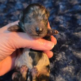Black and tan dapple boy - Dapple male Dachshund puppy in West Plains, Missouri from Spring Creek Dachshunds
