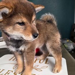 Girl 6 - Sesame female Shiba Inu puppy in Denver, Colorado from Diamonds In The Ruff Boston Terriers