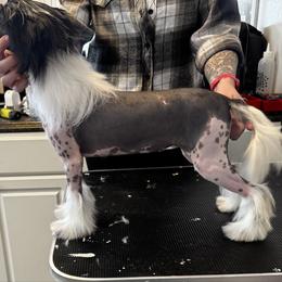 Egg - Chinese Crested