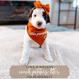 Ida - Parti female Goldendoodle puppy in Soddy Daisy, Tennessee from The W Doods