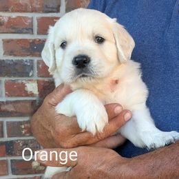 Peach - Light golden female Golden Retriever puppy in Winnsboro, Texas from Goldway Golden Retrievers